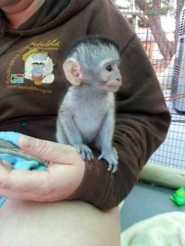 Na predaj mláďatá malpy (Capuchin), fotka 1 z 1