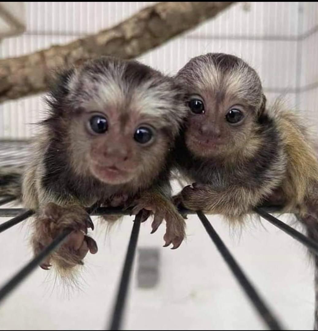 Na predaj kosmáče trpasličie (Finger Marmoset), fotka 1 z 1