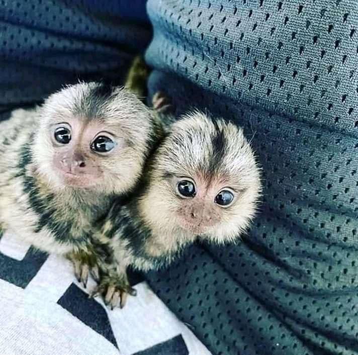Inteligentné mláďatká kosmáča na adopciu, fotka 1 z 1