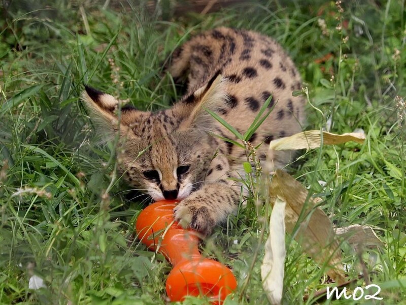 Serval mačiatka sú k dispozícii na predaj