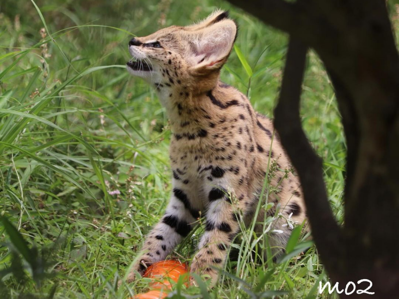 Serval mačiatka sú k dispozícii na predaj