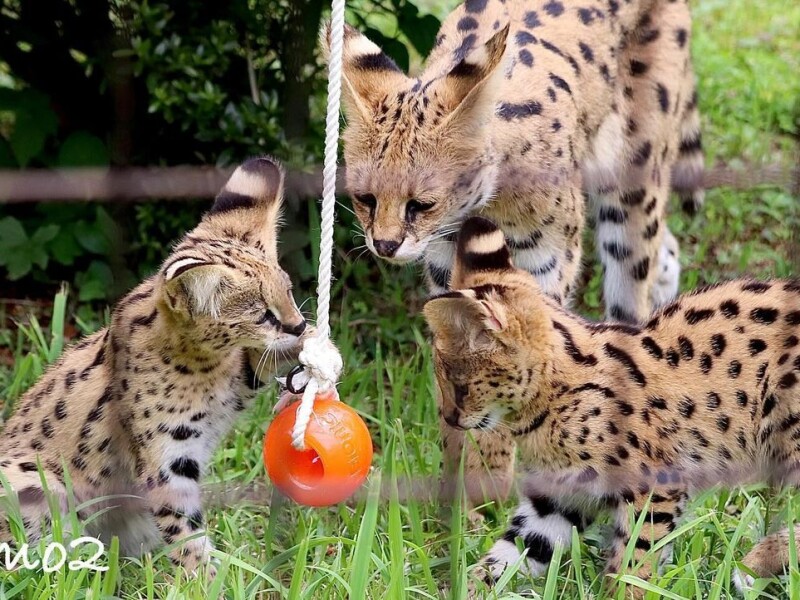 Serval mačiatka sú k dispozícii na predaj