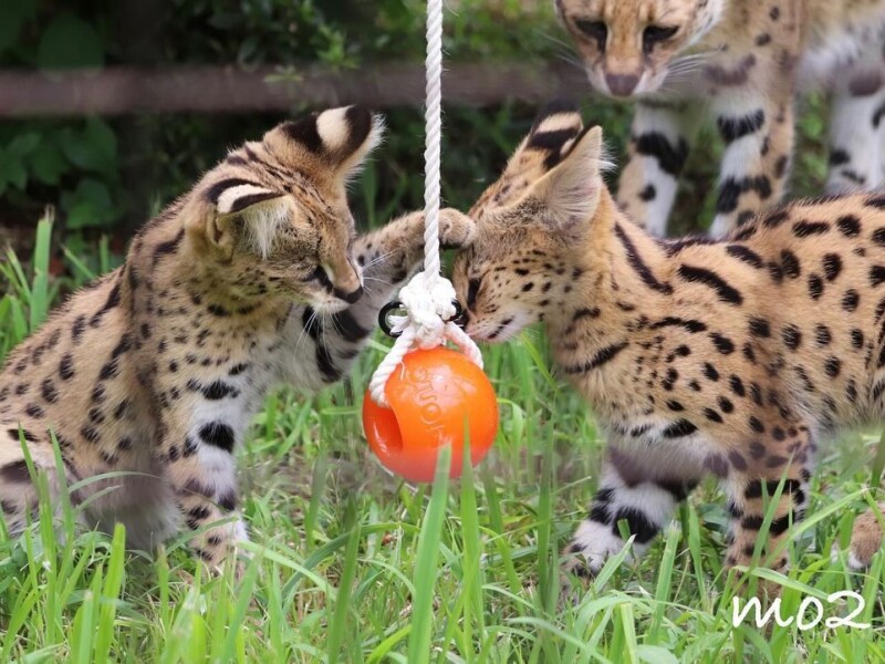 Serval mačiatka sú k dispozícii na predaj