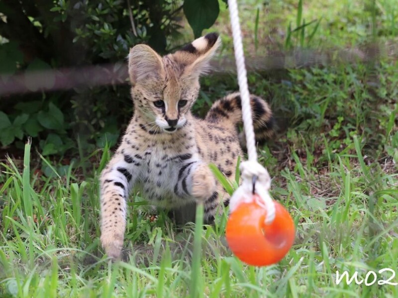 Serval mačiatka sú k dispozícii na predaj