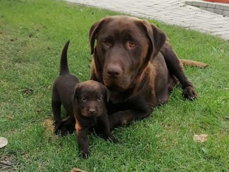 Čistokrvné šteniatka labradora