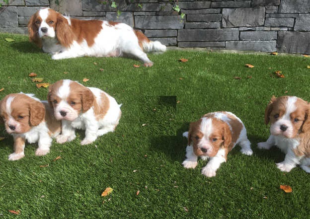 Šteniatka Cavalier King Charles Spaniel