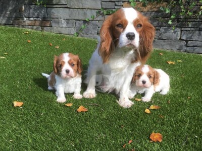 Šteniatka Cavalier King Charles Spaniel