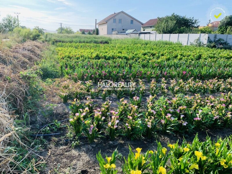 HALO reality - Predaj, pozemok pre rodinný dom 500 m2 Tureň