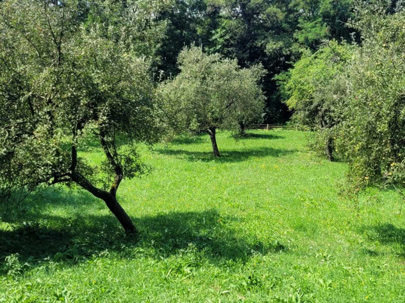 Rodinný dom na veľkom pozemku (1ha) priamo vo Veľkom Krtíši.